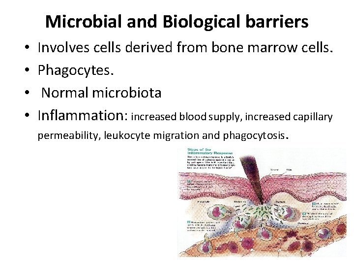 Microbial and Biological barriers • • Involves cells derived from bone marrow cells. Phagocytes.