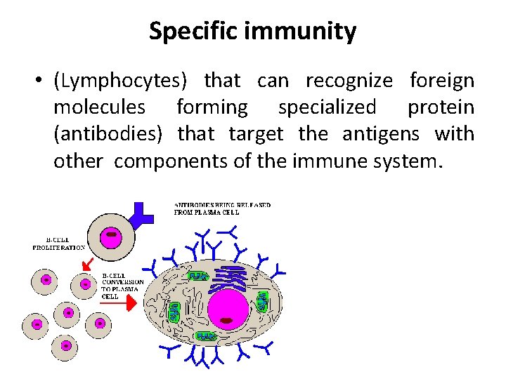 Specific immunity • (Lymphocytes) that can recognize foreign molecules forming specialized protein (antibodies) that