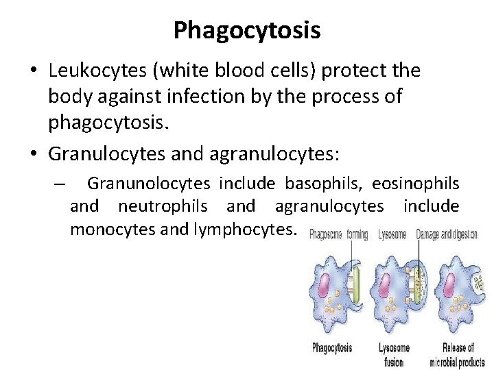 Phagocytosis • Leukocytes (white blood cells) protect the body against infection by the process