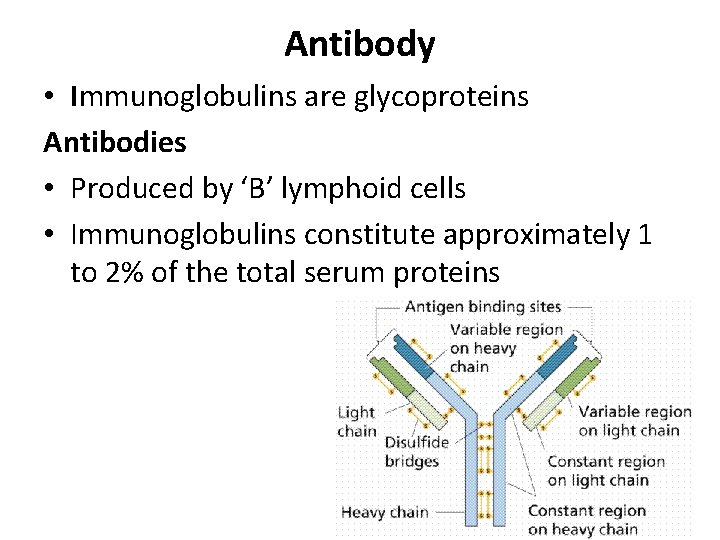 Antibody • Immunoglobulins are glycoproteins Antibodies • Produced by ‘B’ lymphoid cells • Immunoglobulins