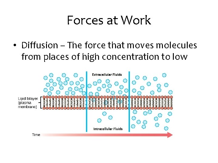 Forces at Work • Diffusion – The force that moves molecules from places of