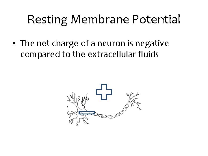 Resting Membrane Potential • The net charge of a neuron is negative compared to