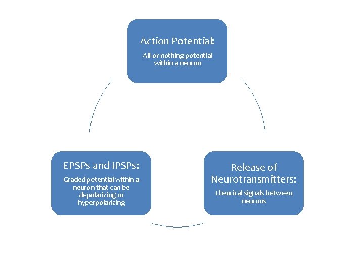 Action Potential: All-or-nothing potential within a neuron EPSPs and IPSPs: Graded potential within a