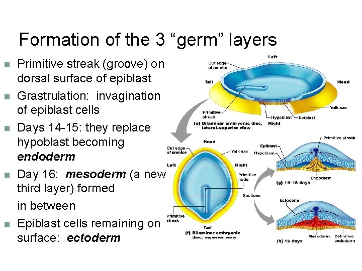 Formation of the 3 “germ” layers Primitive streak (groove) on dorsal surface of epiblast