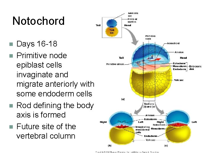 Notochord Days 16 -18 Primitive node epiblast cells invaginate and migrate anteriorly with some