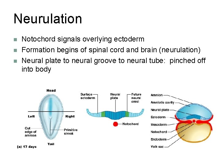 Neurulation Notochord signals overlying ectoderm Formation begins of spinal cord and brain (neurulation) Neural