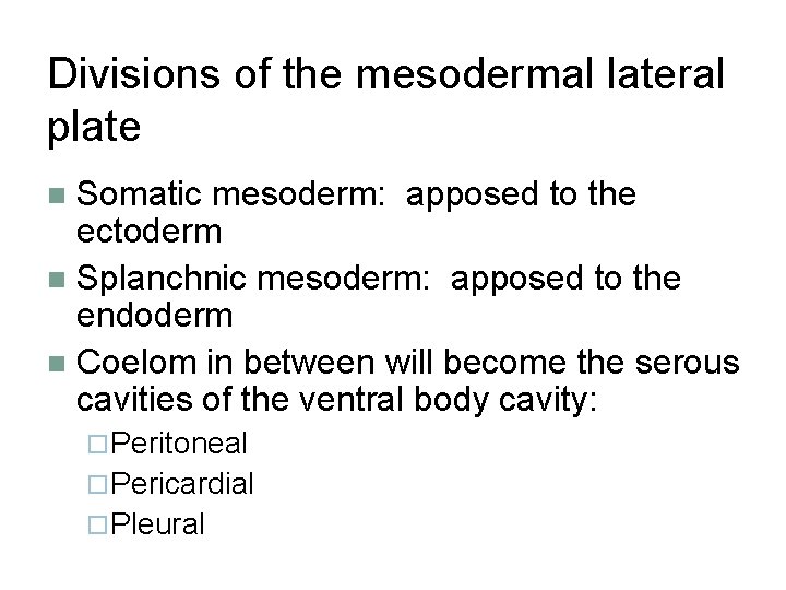 Divisions of the mesodermal lateral plate Somatic mesoderm: apposed to the ectoderm Splanchnic mesoderm:
