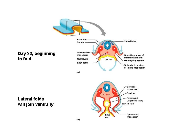 Day 23, beginning to fold Lateral folds will join ventrally 