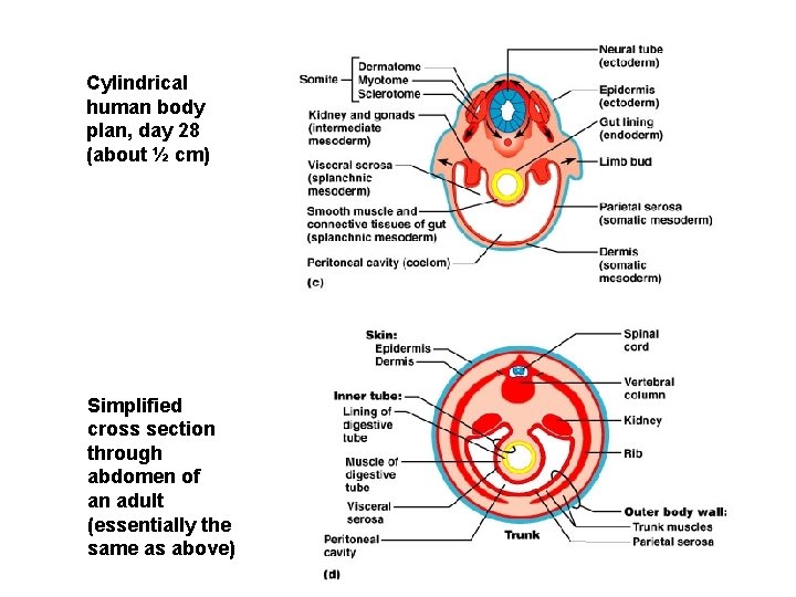 Cylindrical human body plan, day 28 (about ½ cm) Simplified cross section through abdomen