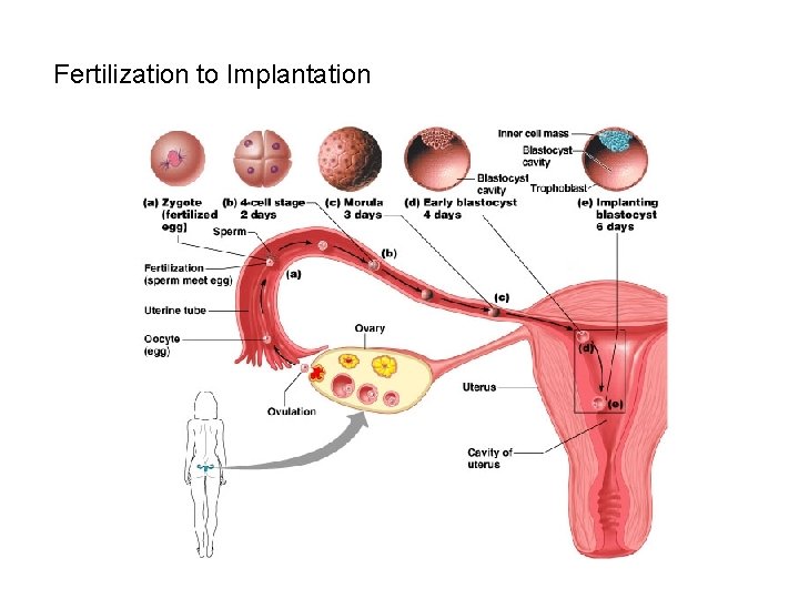 Fertilization to Implantation 