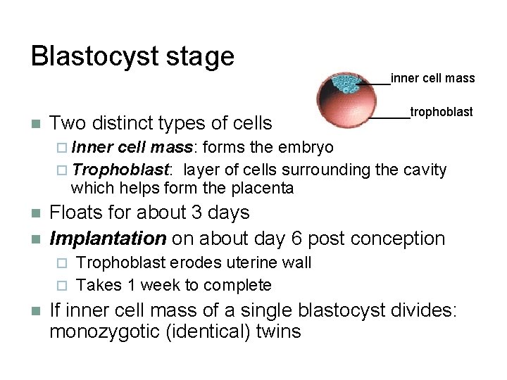 Blastocyst stage Two distinct types of cells _____inner cell mass ______trophoblast Inner cell mass:
