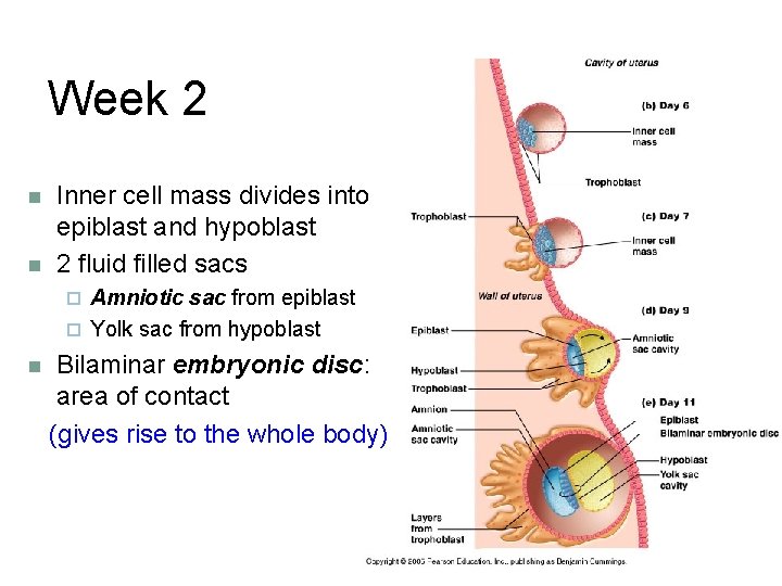 Week 2 Inner cell mass divides into epiblast and hypoblast 2 fluid filled sacs