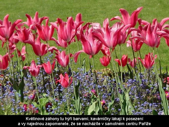 Květinové záhony tu hýří barvami, kavárničky lákají k posezení a vy najednou zapomenete, že