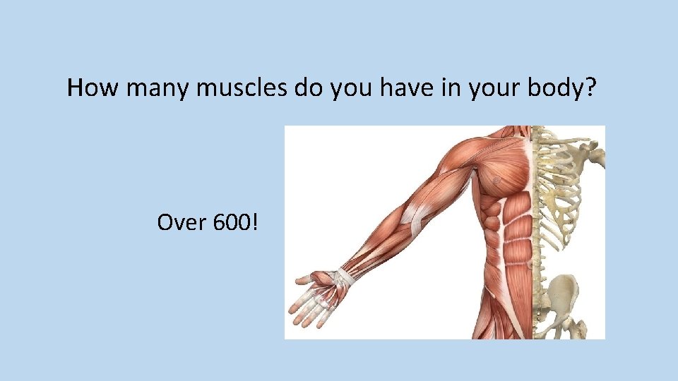 How many muscles do you have in your body? Over 600! 