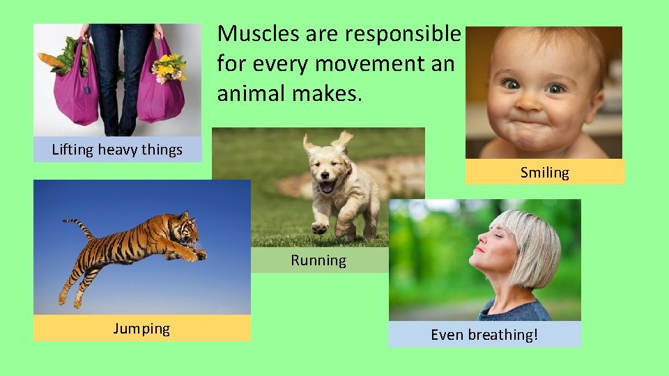 Muscles are responsible for every movement an animal makes. Lifting heavy things Smiling Running