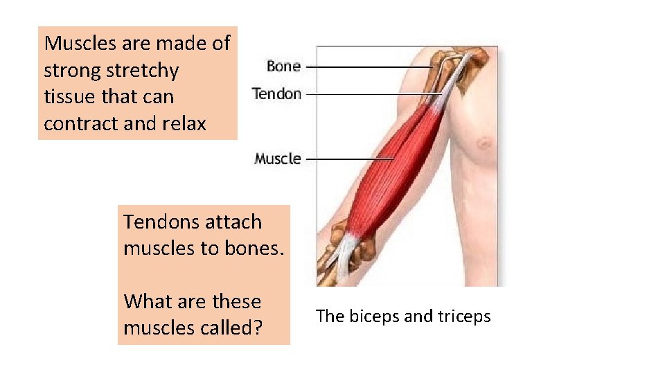 Muscles are made of strong stretchy tissue that can contract and relax Tendons attach