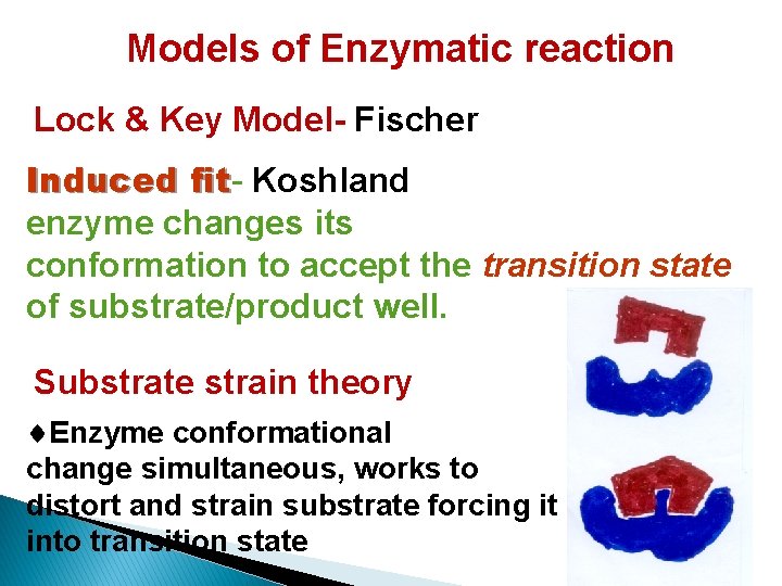 Models of Enzymatic reaction Lock & Key Model- Fischer Induced fitfit Koshland enzyme changes