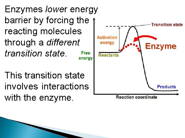 Enzymes lower energy barrier by forcing the reacting molecules through a different transition state.