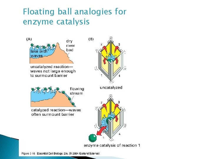 Floating ball analogies for enzyme catalysis 