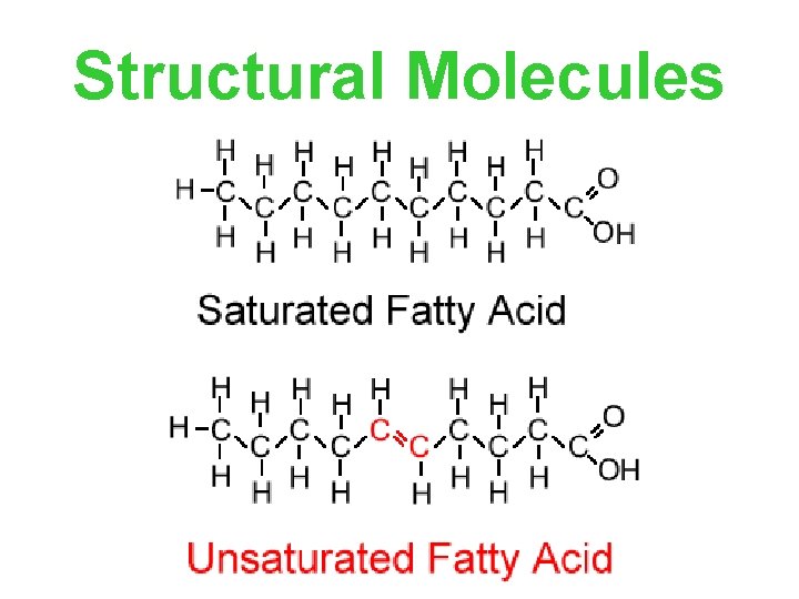 Structural Molecules 