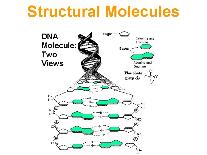 Structural Molecules 
