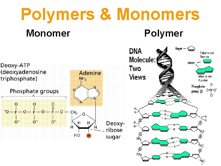 Polymers & Monomers Monomer Polymer 