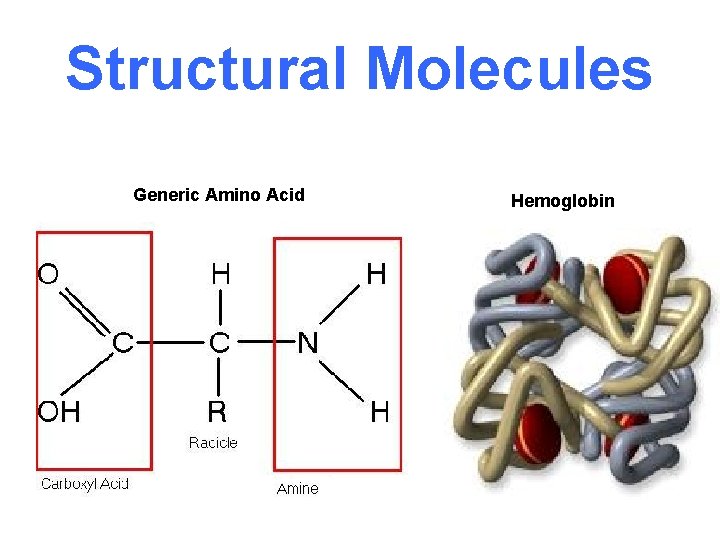 Structural Molecules Generic Amino Acid Hemoglobin 