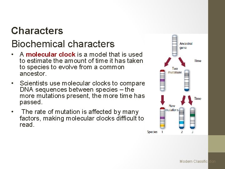 Characters Biochemical characters • A molecular clock is a model that is used to