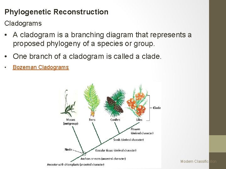 Phylogenetic Reconstruction Cladograms • A cladogram is a branching diagram that represents a proposed
