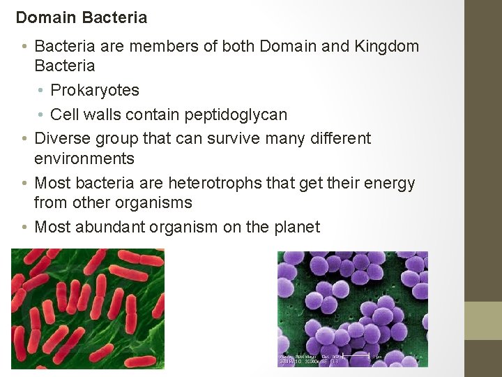 Domain Bacteria • Bacteria are members of both Domain and Kingdom Bacteria • Prokaryotes