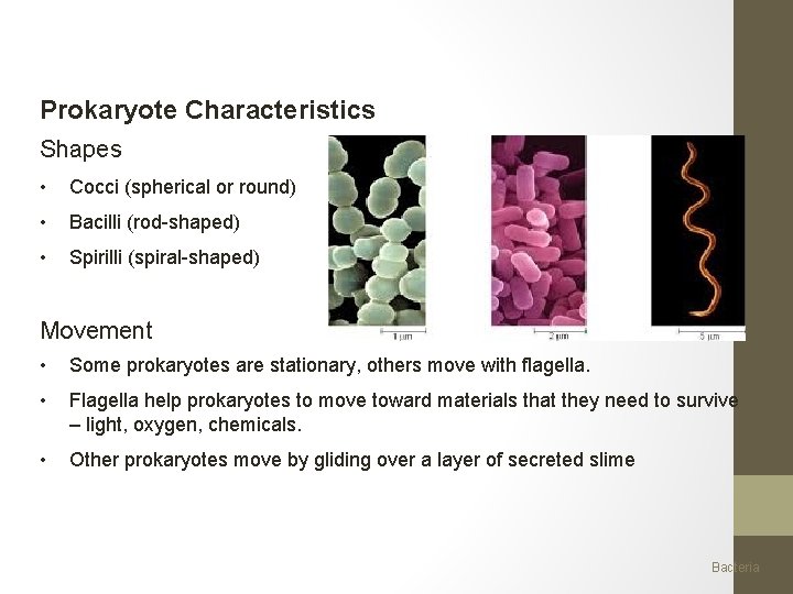 Prokaryote Characteristics Shapes • Cocci (spherical or round) • Bacilli (rod-shaped) • Spirilli (spiral-shaped)