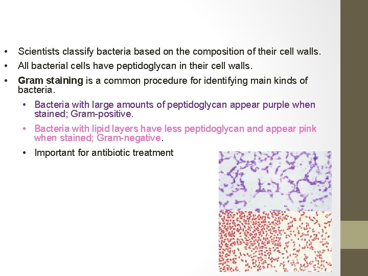  • • • Scientists classify bacteria based on the composition of their cell