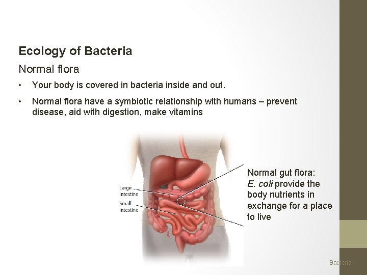 Ecology of Bacteria Normal flora • Your body is covered in bacteria inside and