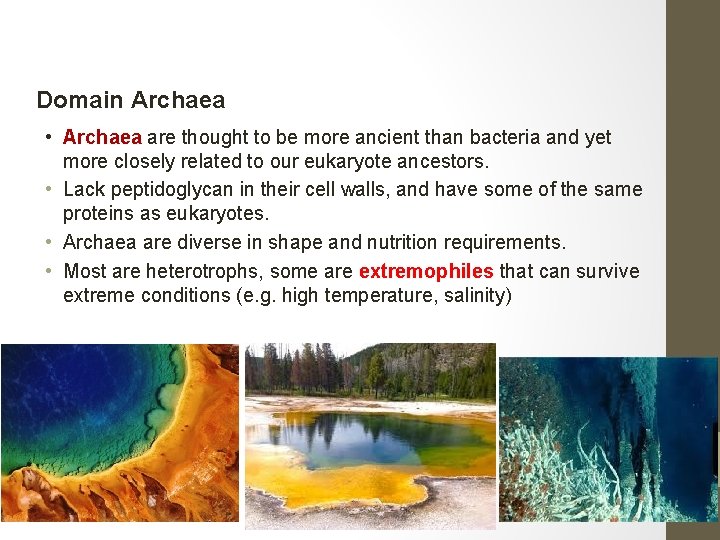 Domain Archaea • Archaea are thought to be more ancient than bacteria and yet