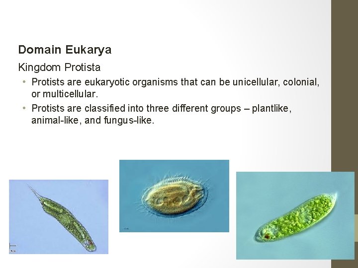 Domain Eukarya Kingdom Protista • Protists are eukaryotic organisms that can be unicellular, colonial,