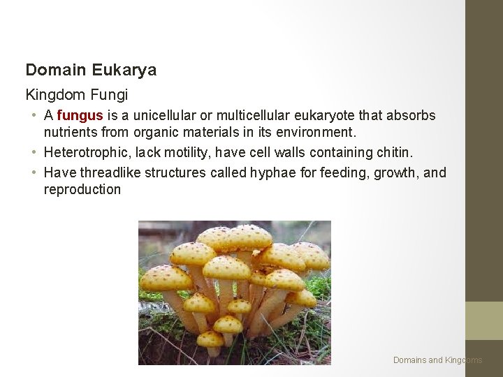 Domain Eukarya Kingdom Fungi • A fungus is a unicellular or multicellular eukaryote that
