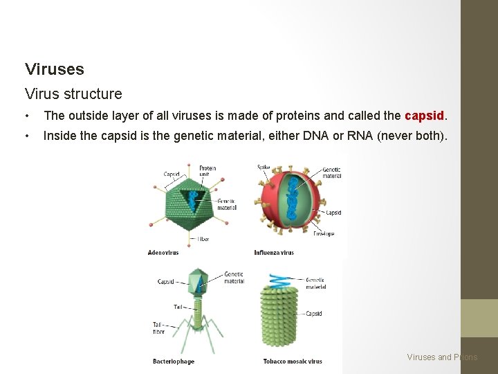 Viruses Virus structure • The outside layer of all viruses is made of proteins