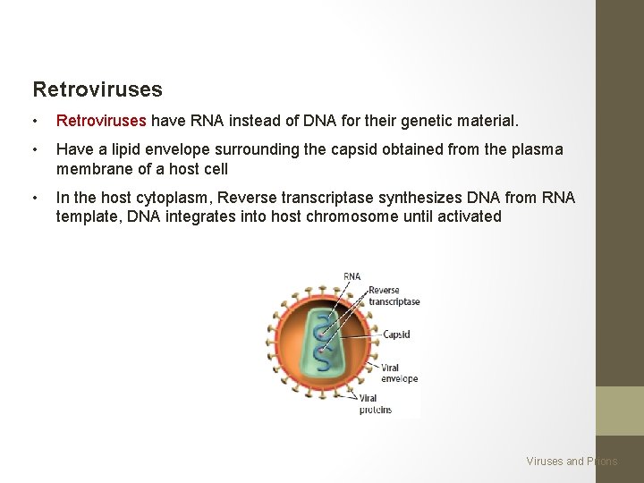 Retroviruses • Retroviruses have RNA instead of DNA for their genetic material. • Have