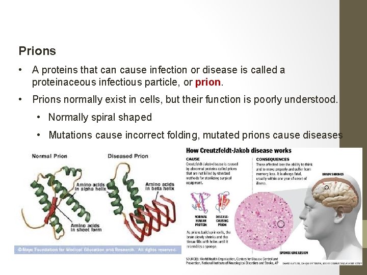 Prions • A proteins that can cause infection or disease is called a proteinaceous