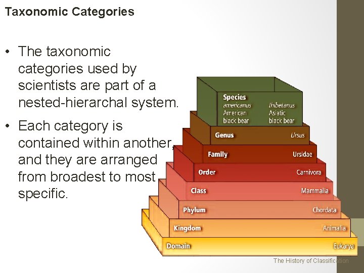 Taxonomic Categories • The taxonomic categories used by scientists are part of a nested-hierarchal