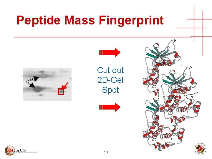 Peptide Mass Fingerprint Cut out 2 D-Gel Spot 13 