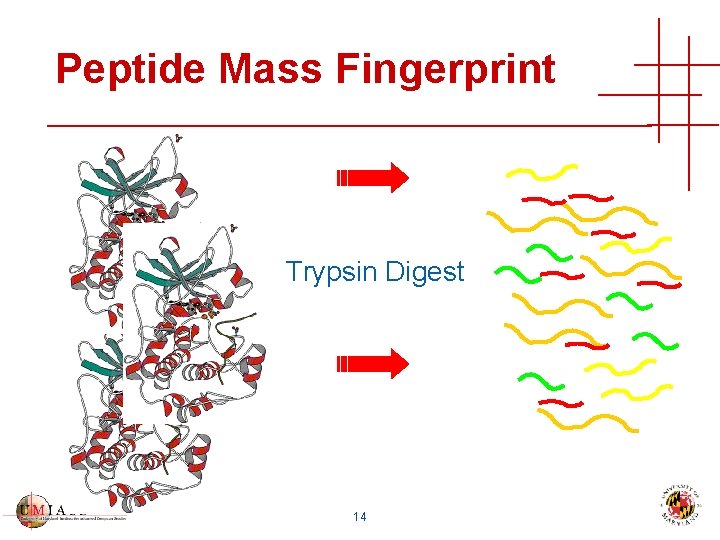 Peptide Mass Fingerprint Trypsin Digest 14 