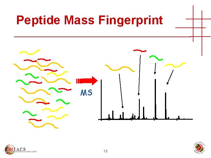 Peptide Mass Fingerprint MS 15 