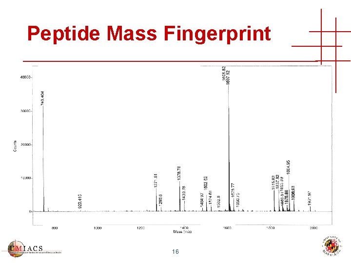 Peptide Mass Fingerprint 16 