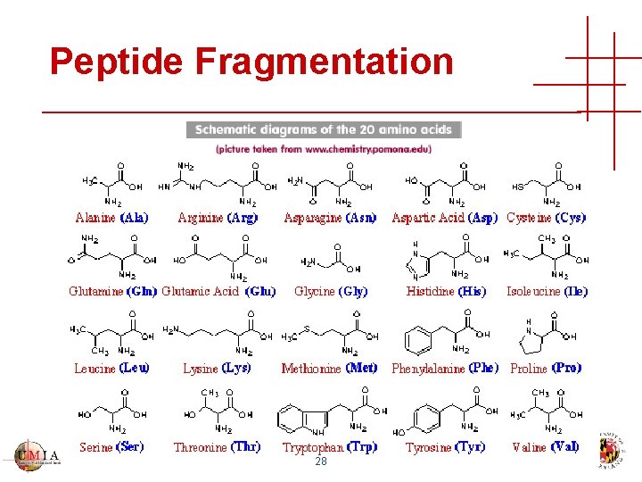 Peptide Fragmentation 28 