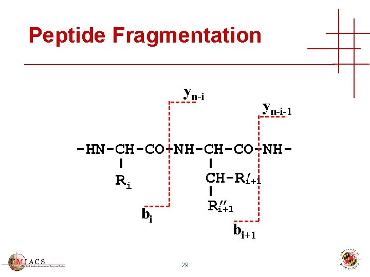 Peptide Fragmentation yn-i-1 -HN-CH-CO-NHCH-R’ i+1 Ri R” i+1 bi 29 