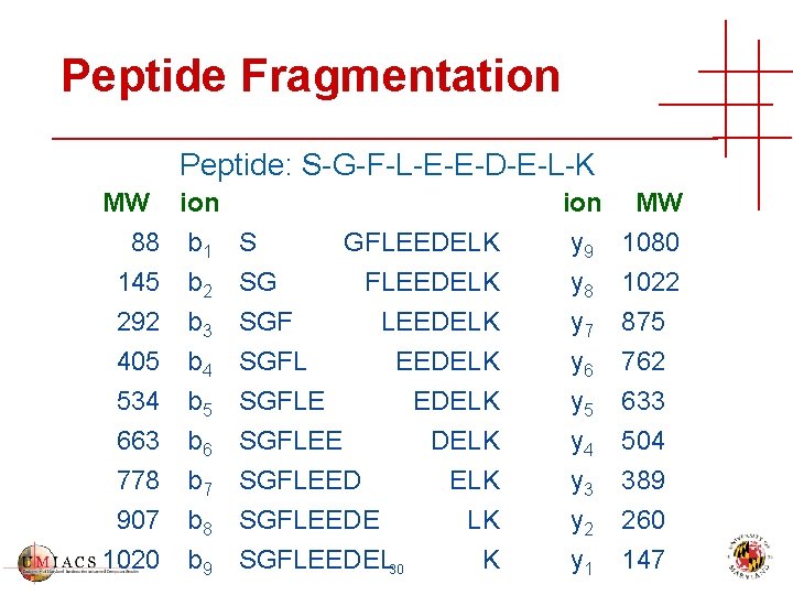 Peptide Fragmentation Peptide: S-G-F-L-E-E-D-E-L-K MW ion 88 b 1 S 145 b 2 SG