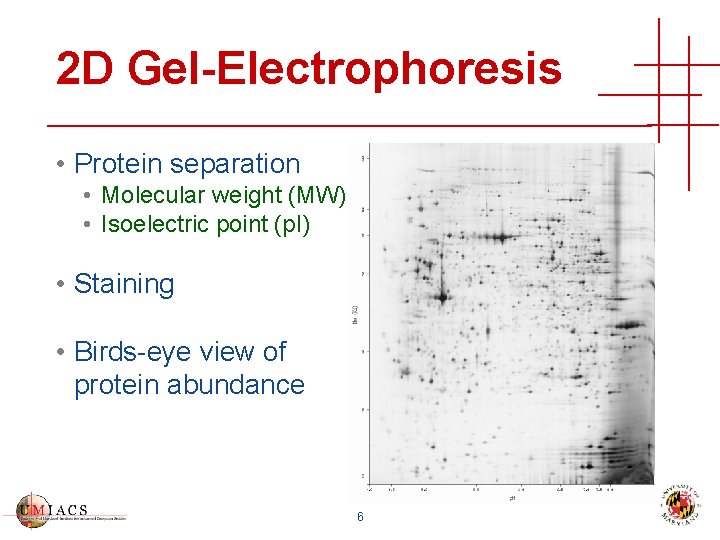 2 D Gel-Electrophoresis • Protein separation • Molecular weight (MW) • Isoelectric point (p.