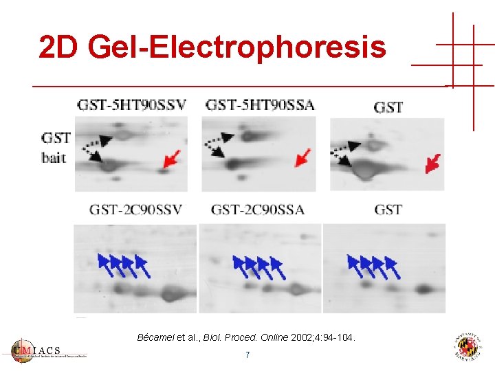 2 D Gel-Electrophoresis Bécamel et al. , Biol. Proced. Online 2002; 4: 94 -104.