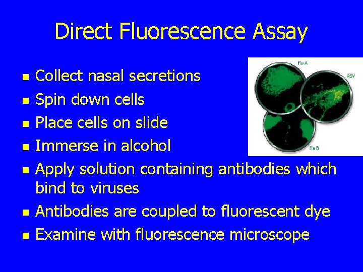 Direct Fluorescence Assay n n n n Collect nasal secretions Spin down cells Place